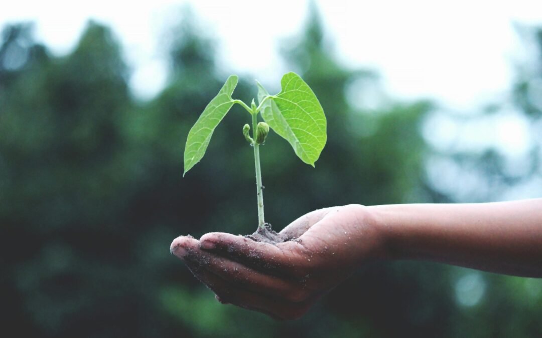 Embracing Growth: Navigating Challenges and Opportunities in a Newly Formed Church