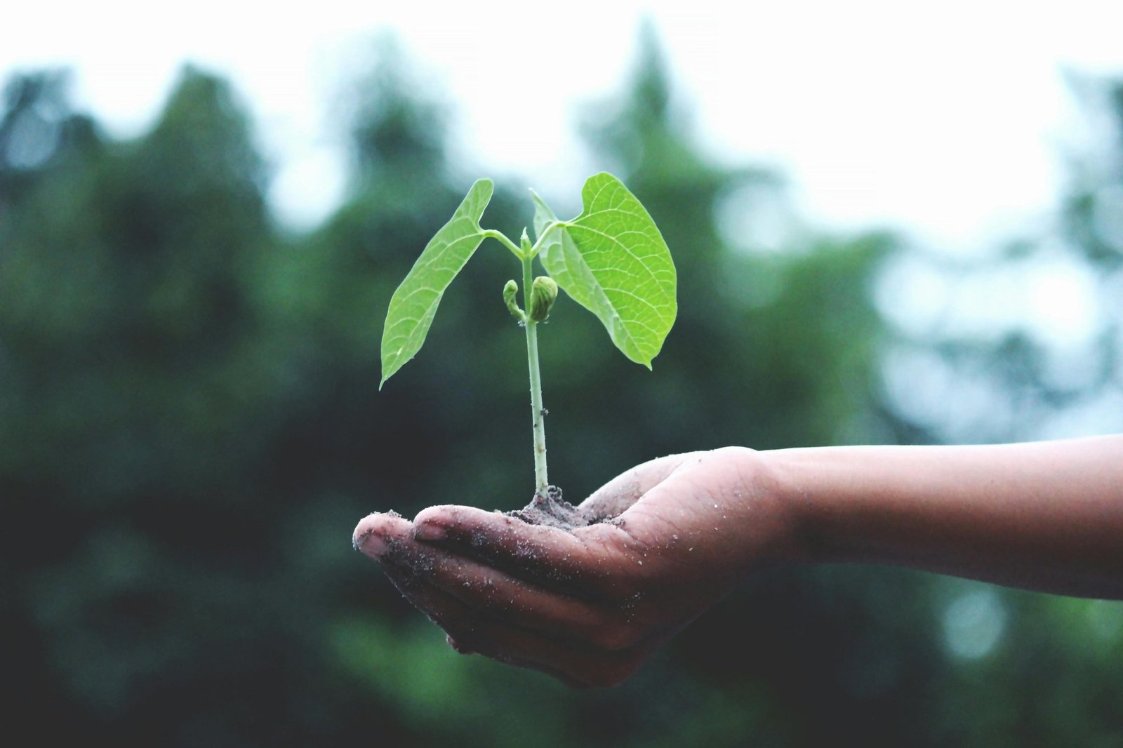 Embracing Growth- Navigating Challenges and Opportunities in a Newly Formed Church